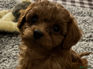 Cavapoo dogs Cavapoo - Advert 16