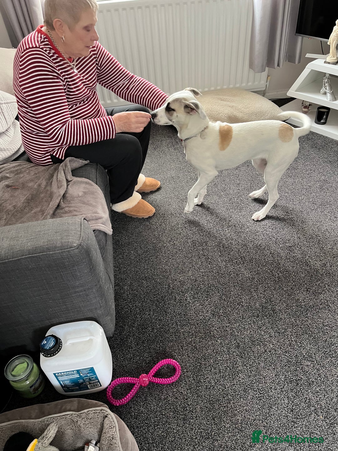 Mixed Breed dogs for sale: Winnie - Image 6