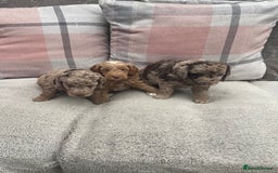 Cockapoo dogs for sale: f1b toy  stunning cockerpoos  - Image 2