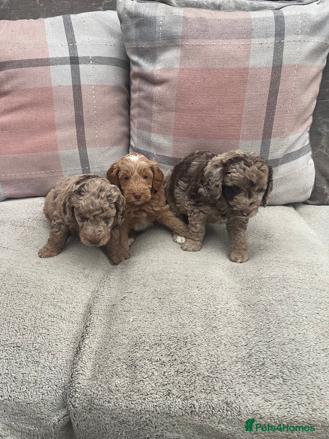 Cockapoo dogs for sale: f1b toy  stunning cockerpoos  - Image 2