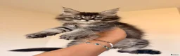 Maine Coon cats for sale: GCCF HealthTested Russian Championline Mainecoons  - Advert 3