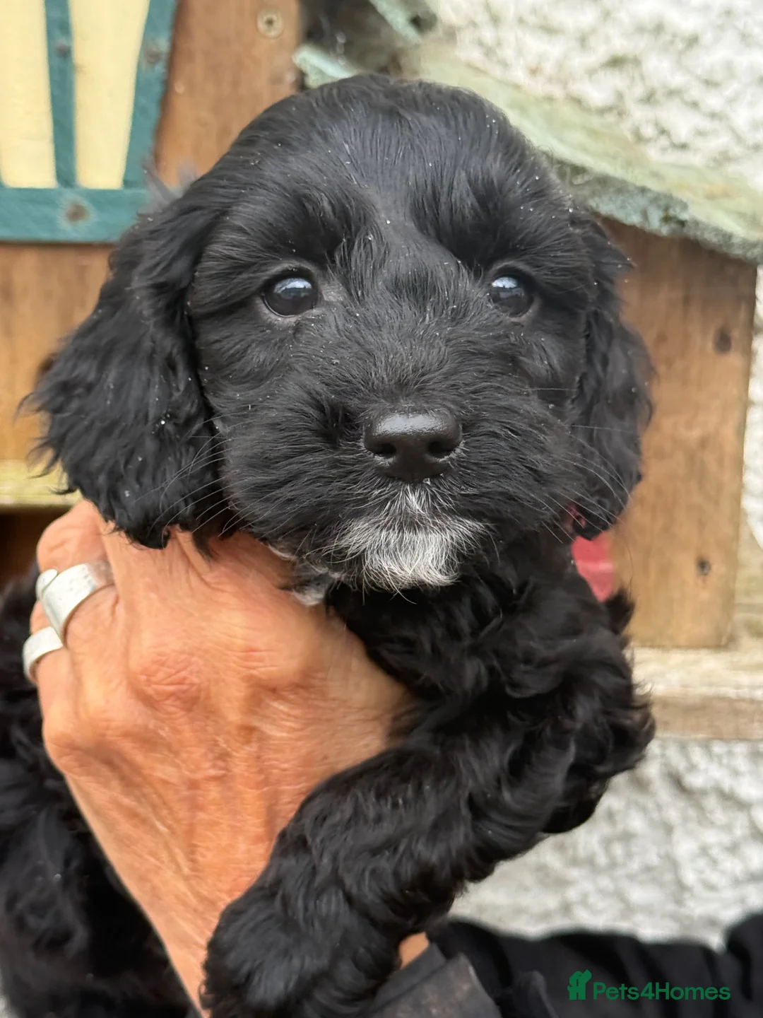 Sproodle dogs for sale: F1 Sproodles - Advert 1