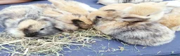 Mini Lop rabbits for sale: Mini Lop Bunnies - Advert 3