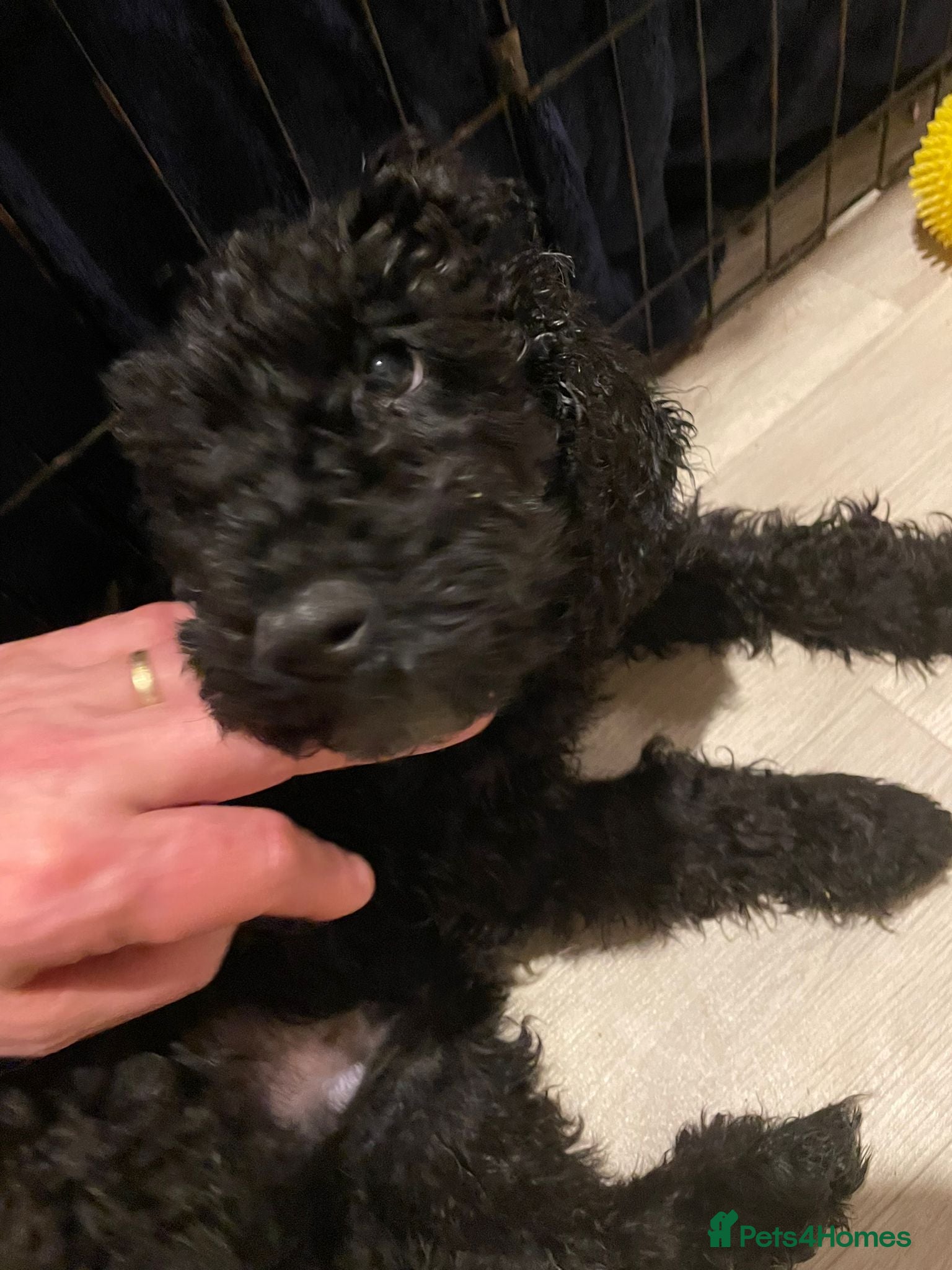 Cockapoo dogs REDUCED! Black Curly Cockapoo Male Pup - READY NOW - Advert 4