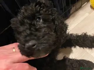Cockapoo dogs REDUCED! Black Curly Cockapoo Male Pup - READY NOW - Advert 4