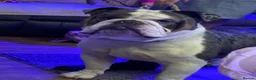 English Bulldog dogs for stud: KC STUD in Seaham - Advert 3