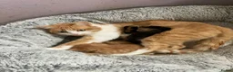 Mixed Breed cats for sale: Gorgeous tortoiseshell kitten  - Advert 5