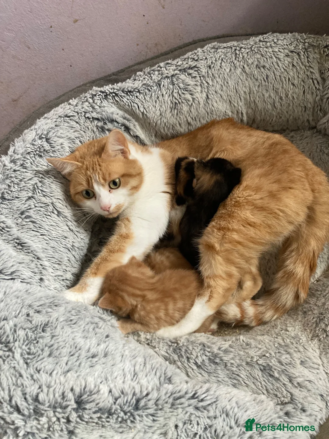 Mixed Breed cats for sale: Gorgeous tortoiseshell kitten  - Advert 5