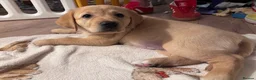 Goldador dogs for sale: Goldador with a dash of dalmation  - Advert 25