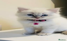 Ragdoll cats for sale: Ragdoll kitten for sale - Image 5