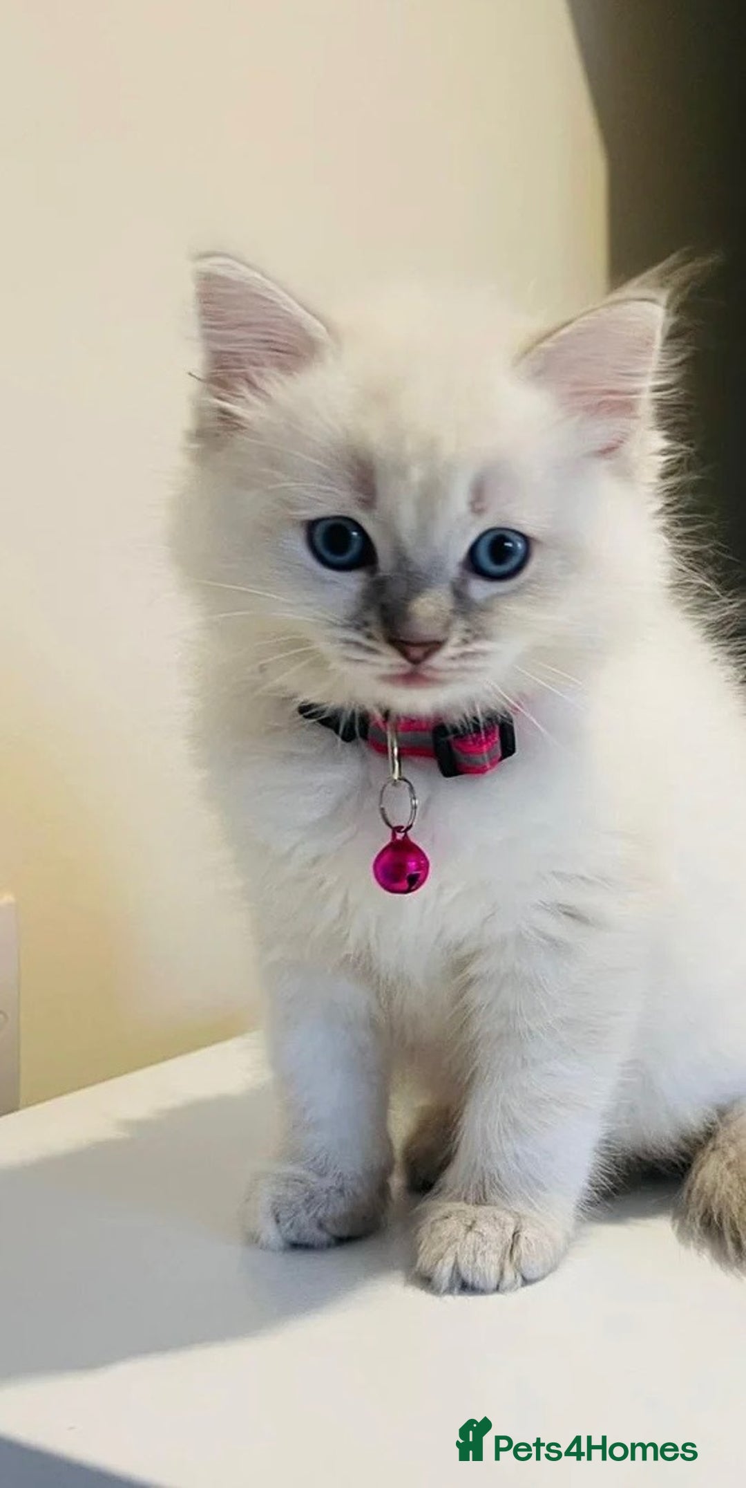 Ragdoll cats for sale: Ragdoll kitten for sale - Image 5