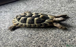 Hermann Tortoise reptiles for sale: Hermann tortoise (male) - Image 2
