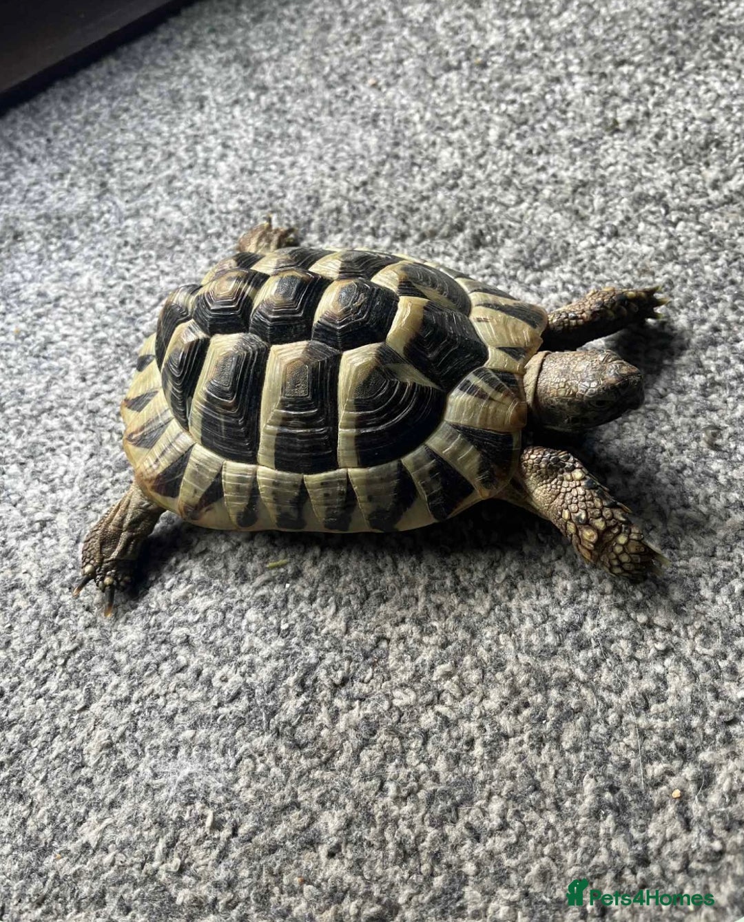 Hermann Tortoise reptiles for sale: Hermann tortoise (male) - Image 2