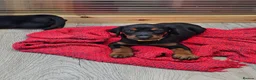 Dobermann dogs for sale: Gorgeous Full Pedigree Doberman puppies for sale  in Hull - Advert 20