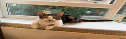 British Shorthair cats for sale: Mr Olly - Advert 1