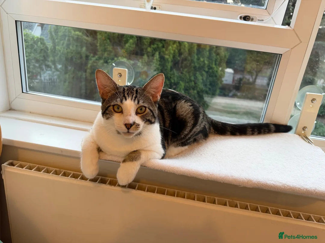 British Shorthair cats for sale: Mr Olly - Advert 1