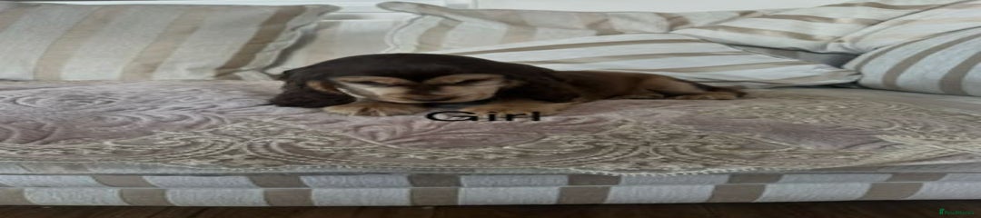 Cocker Spaniel Puppy 6