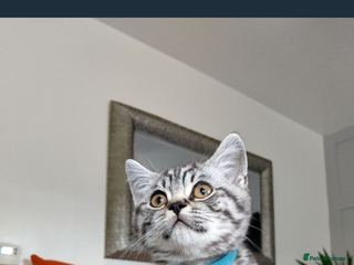 British Shorthair cats - Advert 2