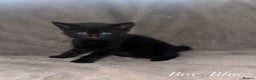 Domestic Shorthair cats for sale: Black Domestic Shorthair Kittens  - Advert 3
