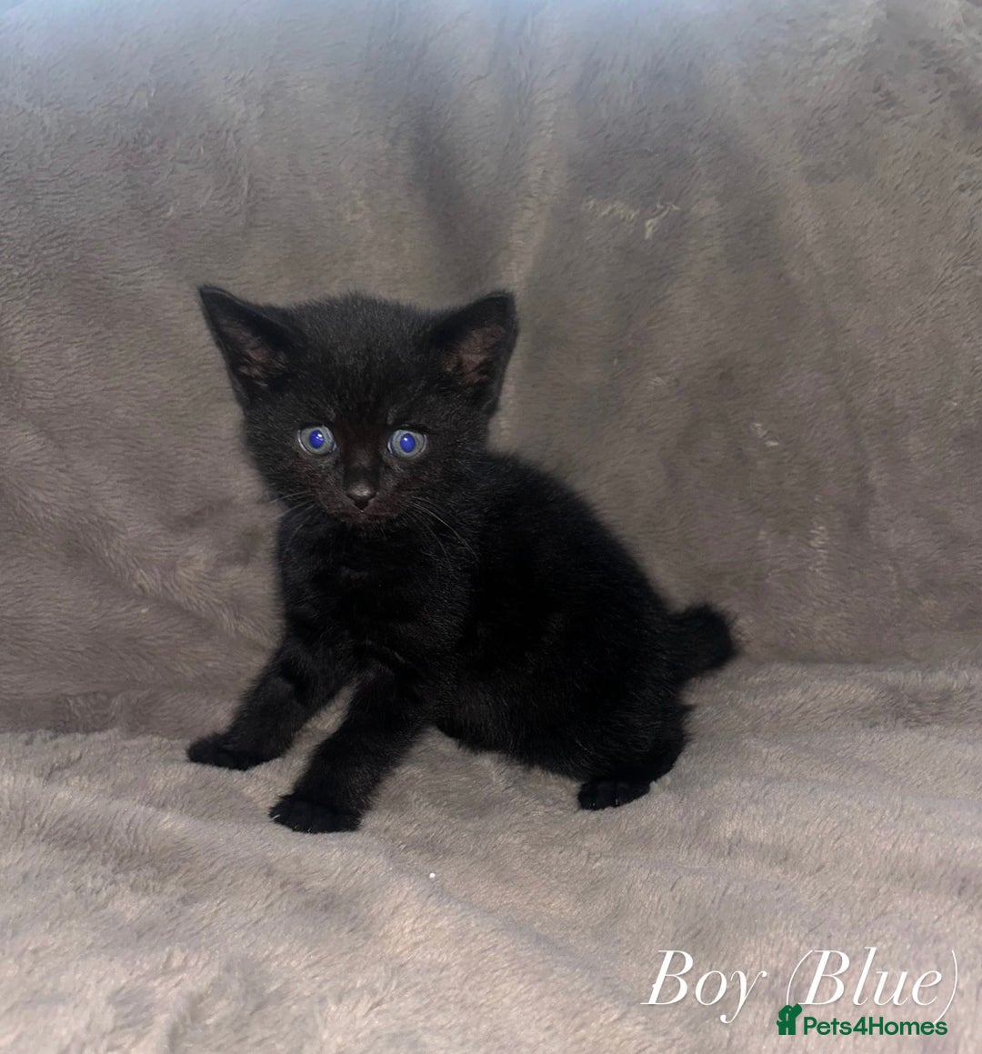 Domestic Shorthair cats for sale: Black Domestic Shorthair Kittens  - Advert 3