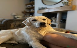 Golden Retriever dogs for sale: Extensively Health tested parents.Snowwhite Chunks - Image 12