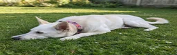 Lurcher dogs for sale: Daisy is a Calm, Easy-Going Companion - Advert 7