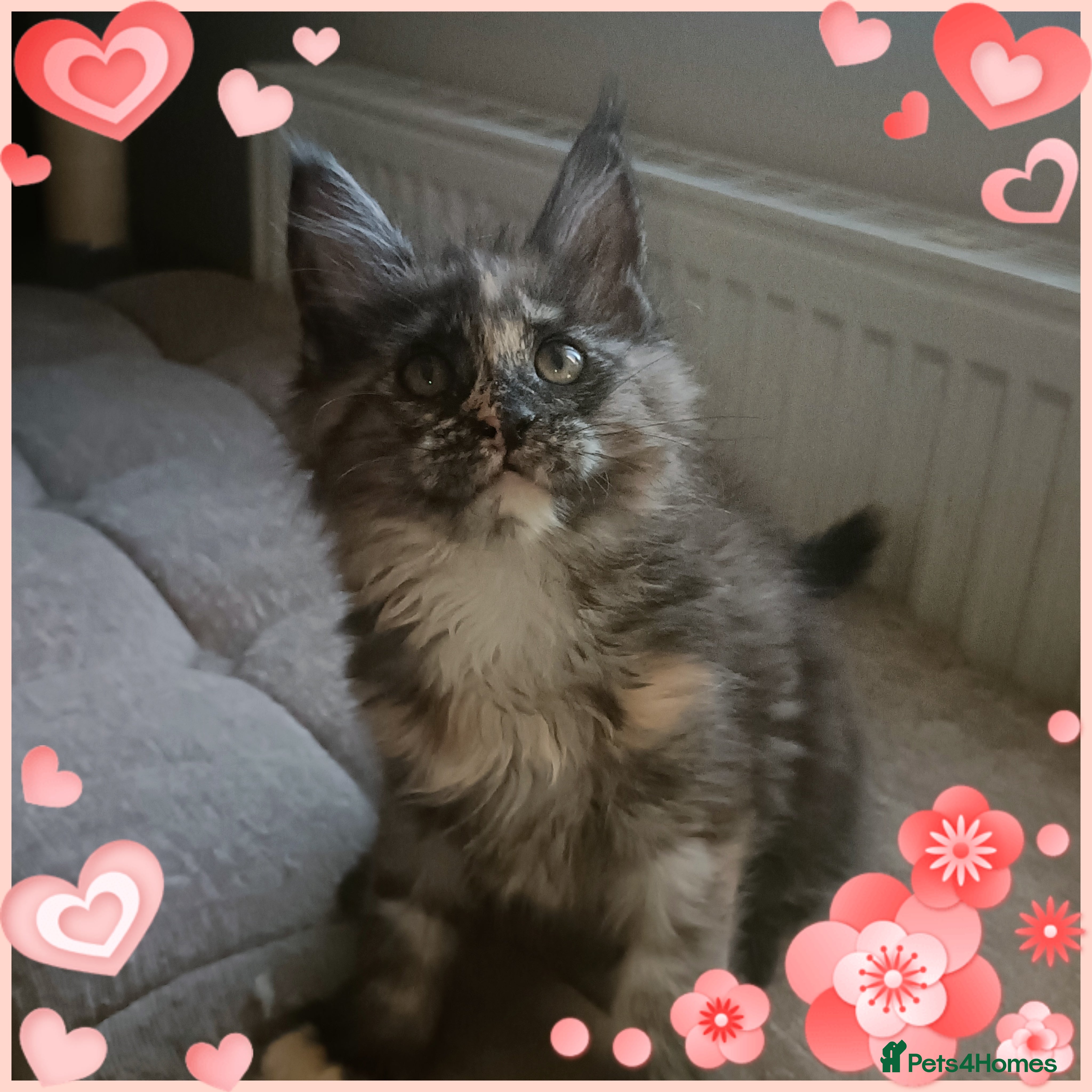 Maine Coon cats 😻😻😻 Last beautiful Maine Coon girl  left 😻😻😻 - Advert 17