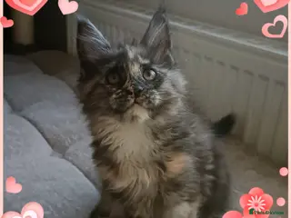 Maine Coon cats 😻😻😻 Last beautiful Maine Coon girl left 😻😻😻 - Advert 17