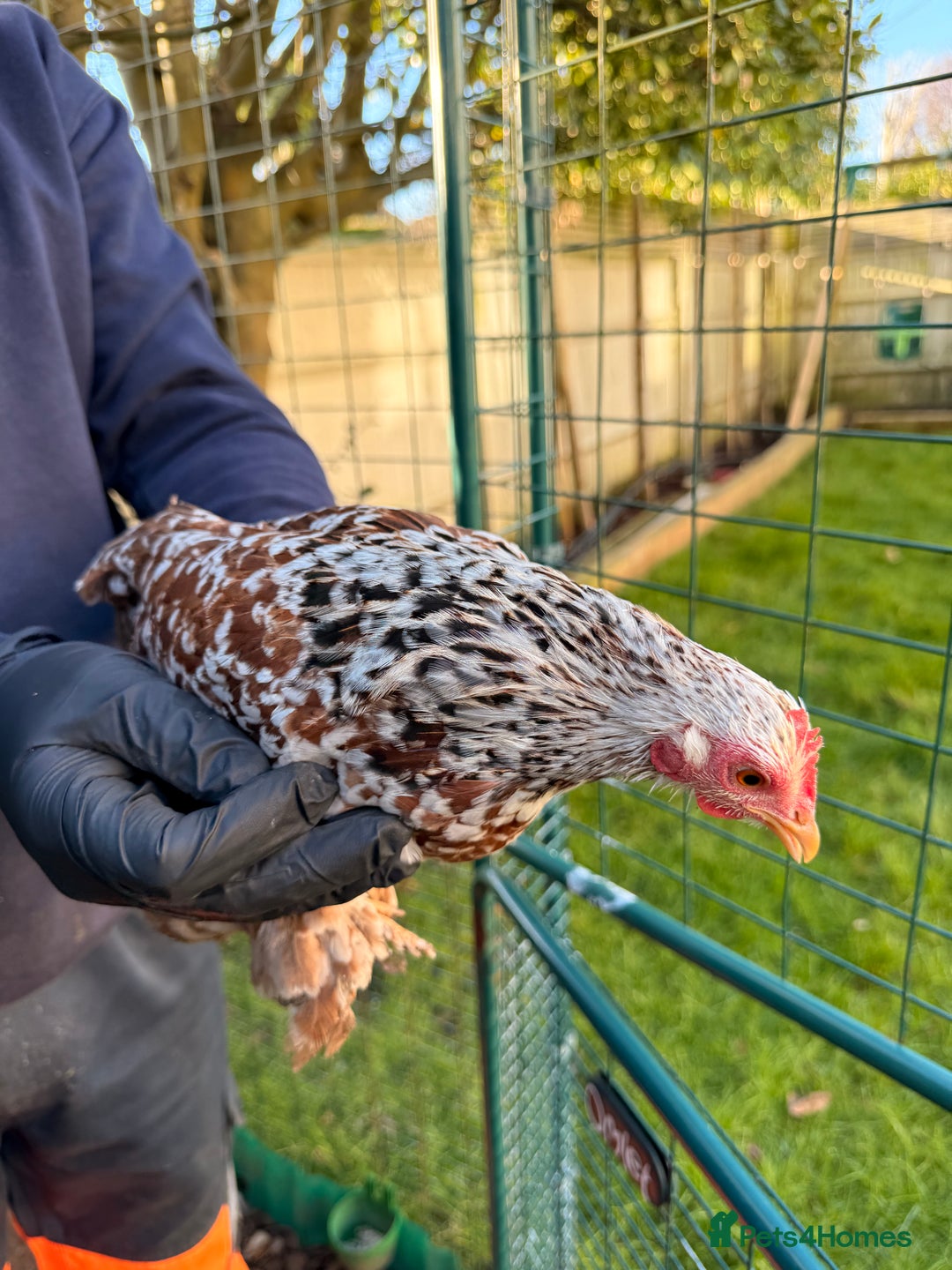 Chickens poultry for sale: 4x pekin bantams for sale  - Advert 9