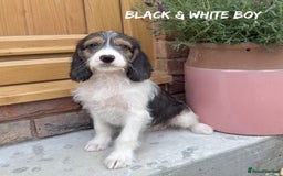 Mixed Breed dogs for sale: 🤎 BABY POOGLES (beagleXminiature poodle)🤎 in Rhayader - Image 16