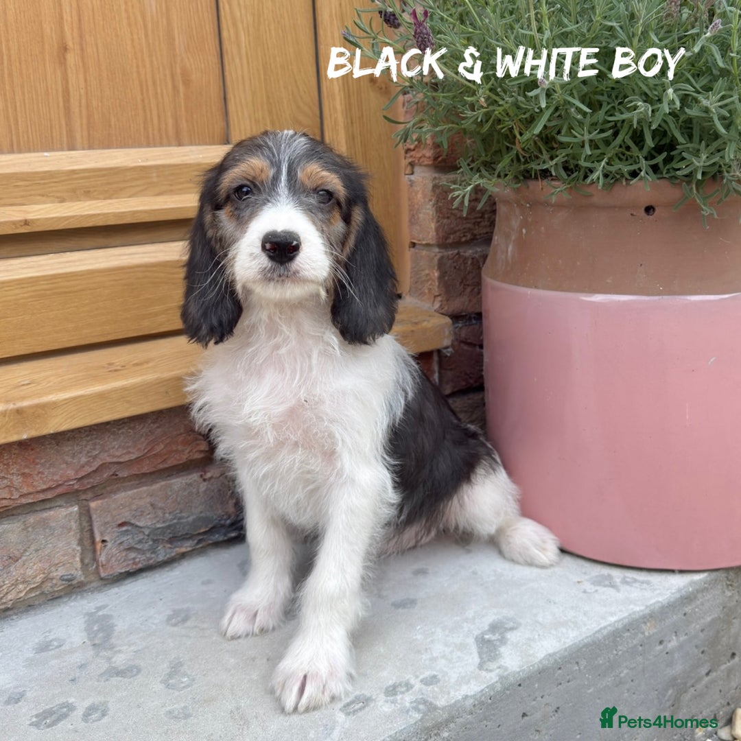 Mixed Breed dogs for sale: 🤎 BABY POOGLES (beagleXminiature poodle)🤎 in Rhayader - Image 16