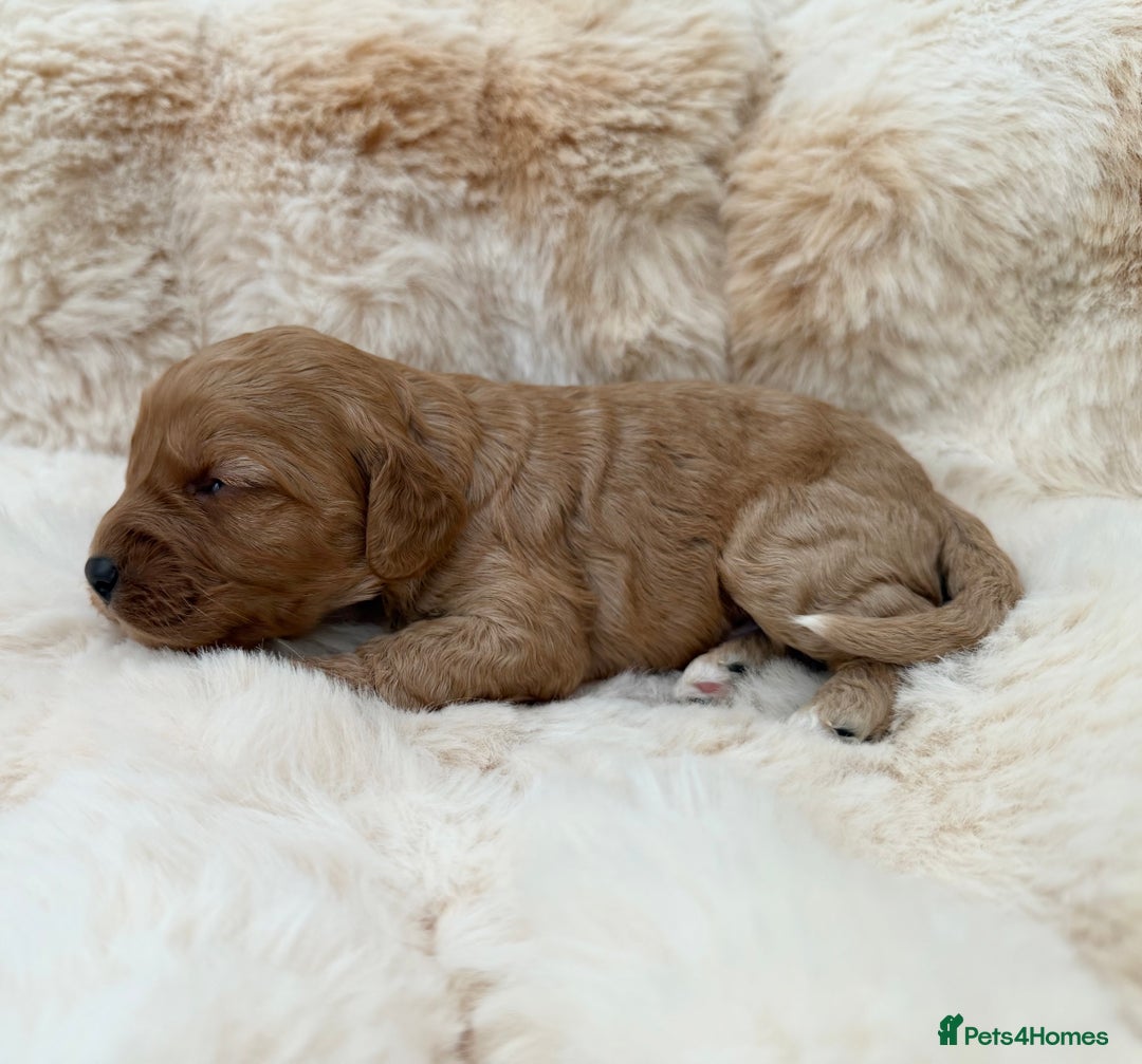 Cavapoo dogs for sale: 🐶 Beautiful Cavapoo Puppies – Ready 3rd March - Advert 18