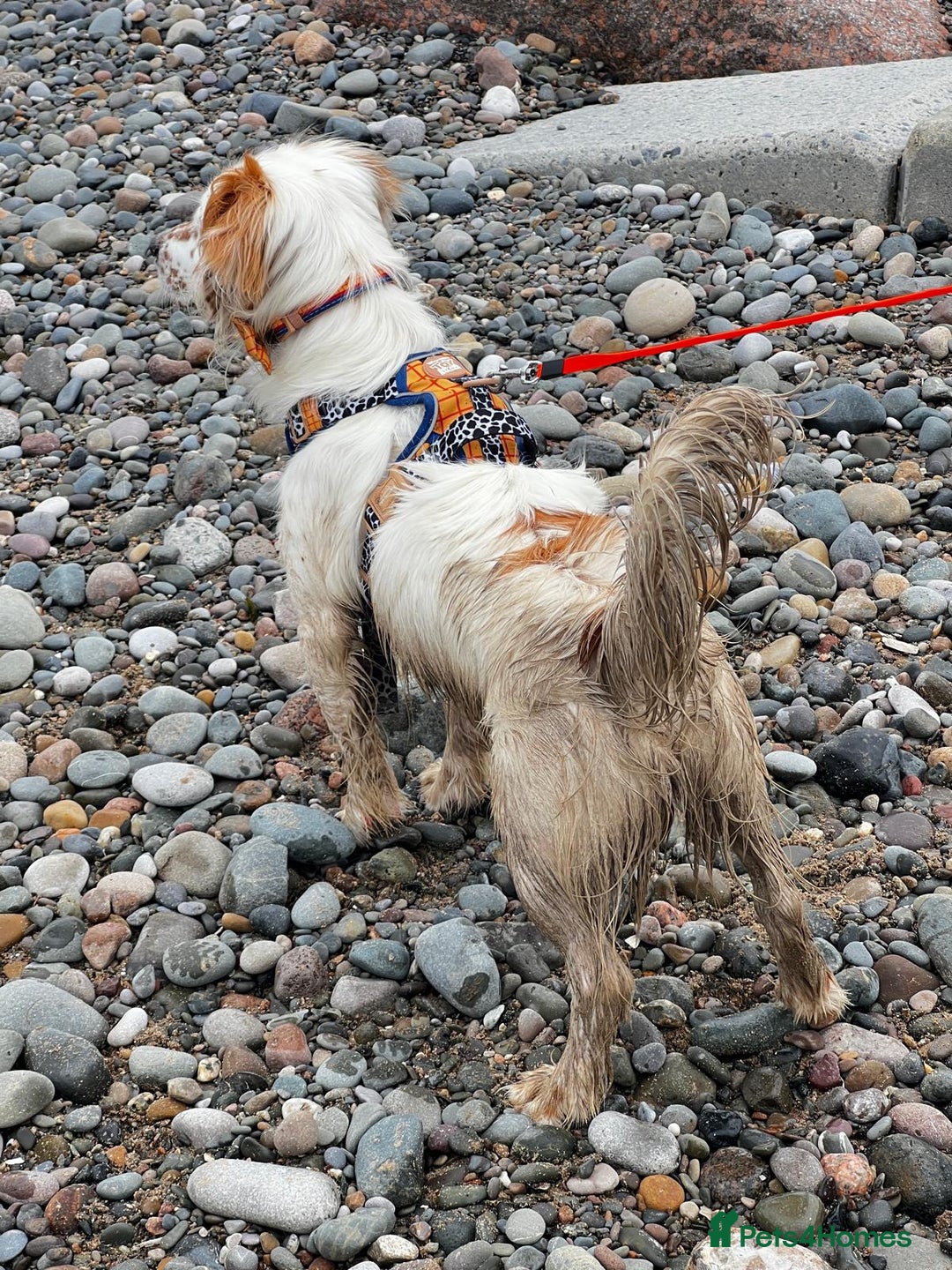 Mixed Breed dogs for adoption: Lilo  - Image 11