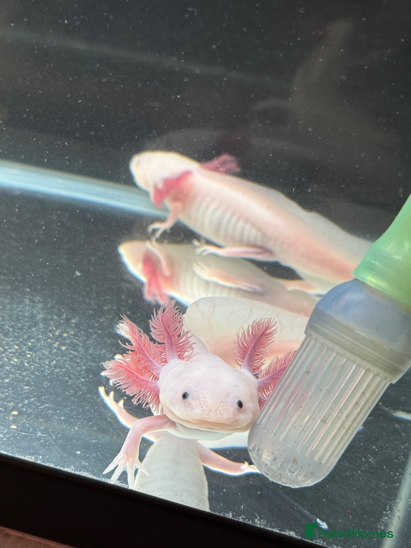 Axolotl reptiles Leucistic axolotl  - Advert 2