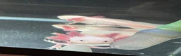 Axolotl reptiles for sale: Leucistic axolotl  - Advert 1