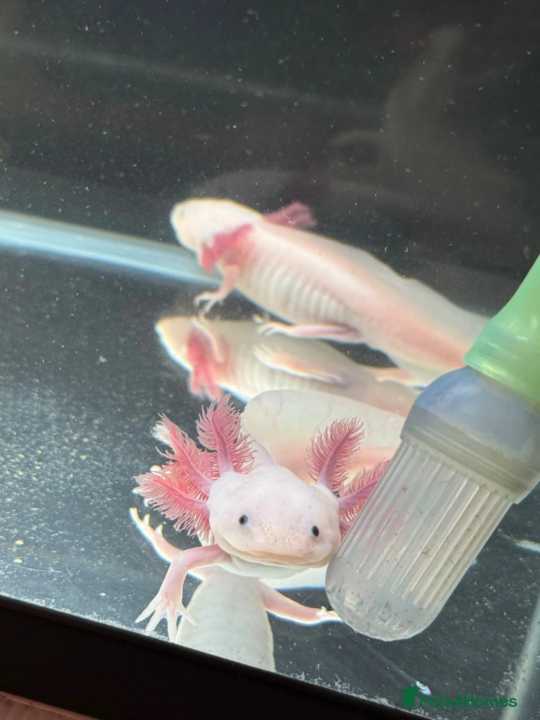 Axolotl reptiles for sale: Leucistic axolotl  - Advert 1
