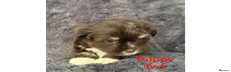 Mixed Breed dogs for sale: Lhasa Apso x Chihuahua x babies - Advert 21