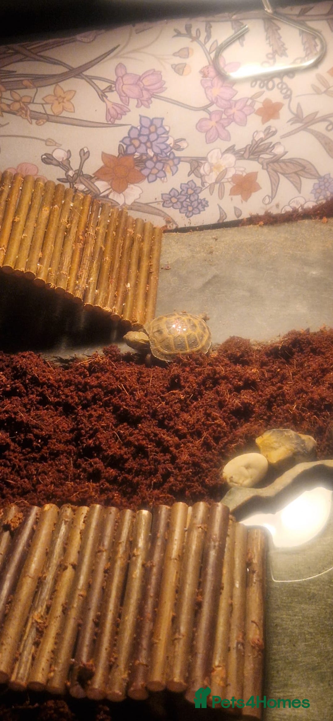 Tortoise reptiles for sale: Horesfield Tortoise and full setup 4 months maldon - Advert 11