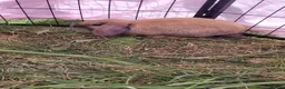 Mini Lop rabbits for sale: Last 4 Ready to collect. Beautiful pure mini lops  - Advert 2