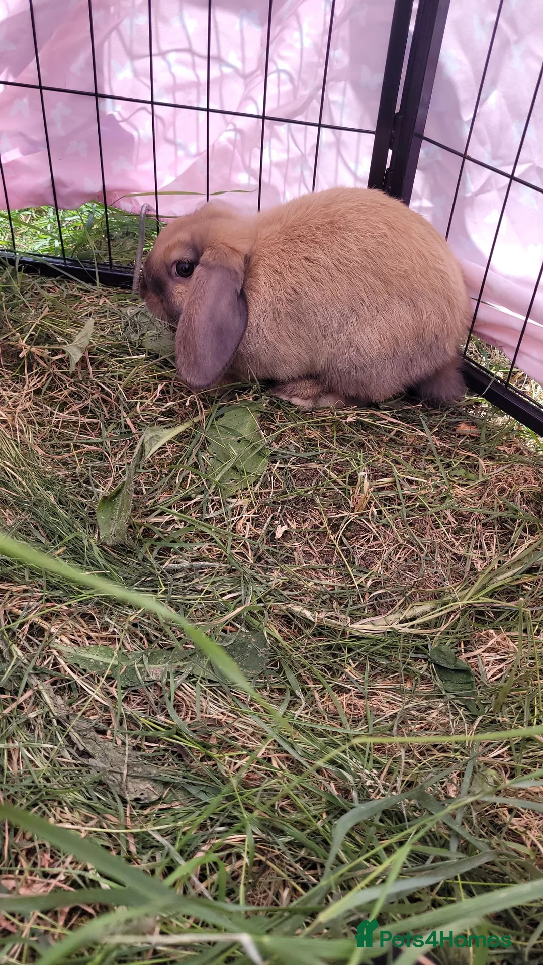 Mini Lop rabbits for sale: Last 4 Ready to collect. Beautiful pure mini lops  - Advert 2