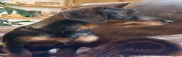 Dachshund dogs for sale: Standard Wired Haired Daschund/ Teckle  - Advert 12