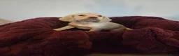 Cocker Spaniel dogs for sale: Gorgeous cocker spaniel puppies - Advert 1