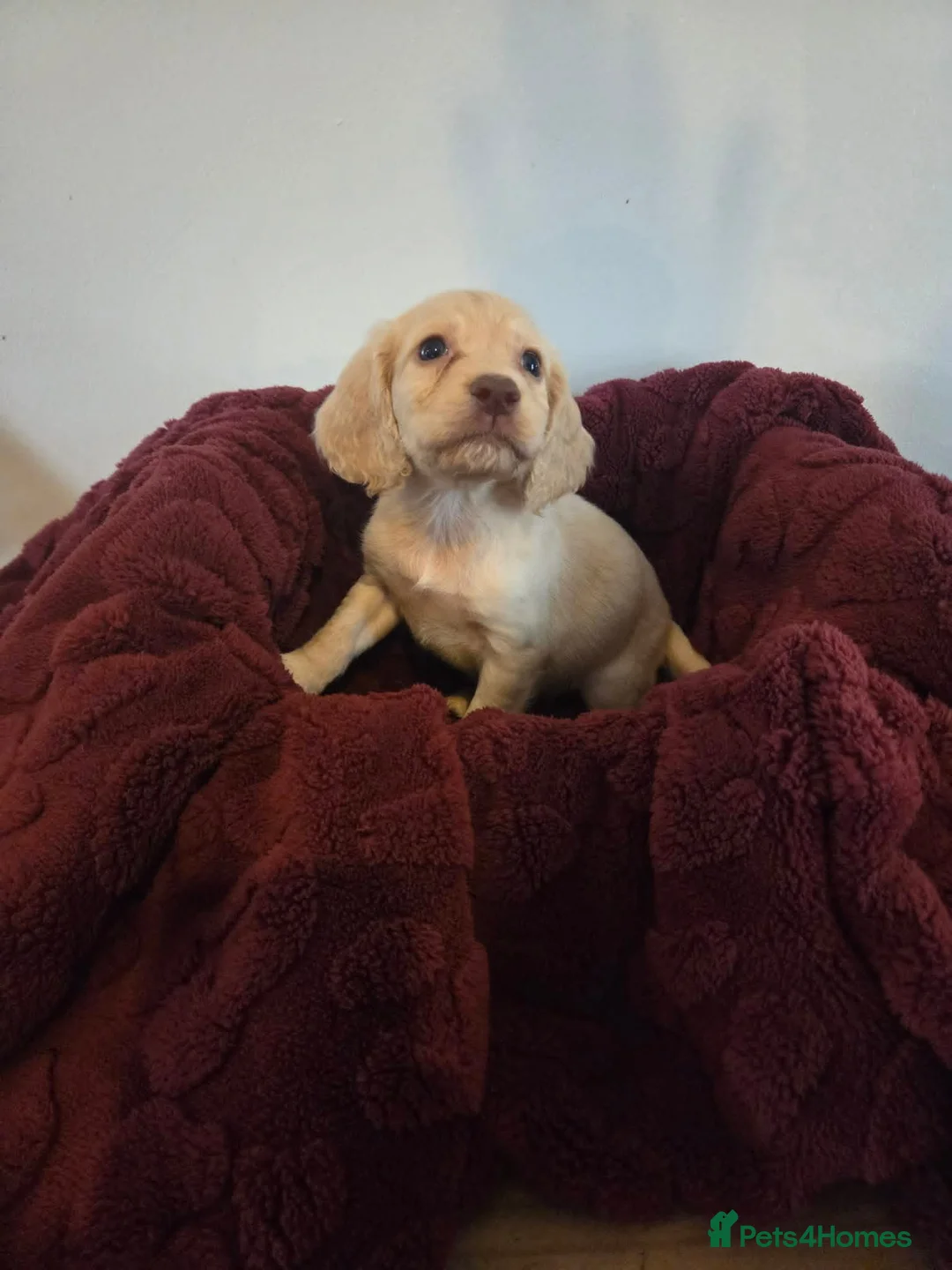 Cocker Spaniel dogs for sale: Gorgeous cocker spaniel puppies - Advert 1