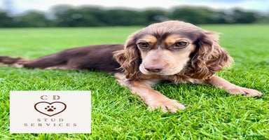 Cockapoo dogs in Southampton - Advert 15