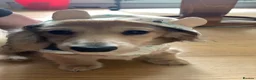 Miniature Dachshund dogs for sale: Arlo : 7-Month-Old Long Haired Miniature Dachshund - Advert 5