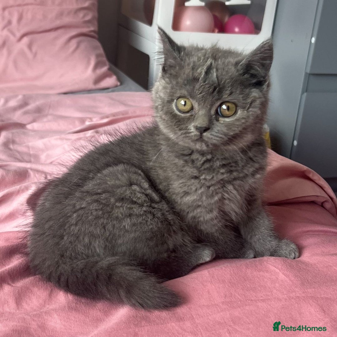 British Shorthair cats for sale: British shorthair kittens  - Image 7