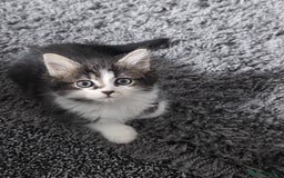 Ragdoll cats for sale: Ragdoll crossed Tabby Cat for Sale - Image 3