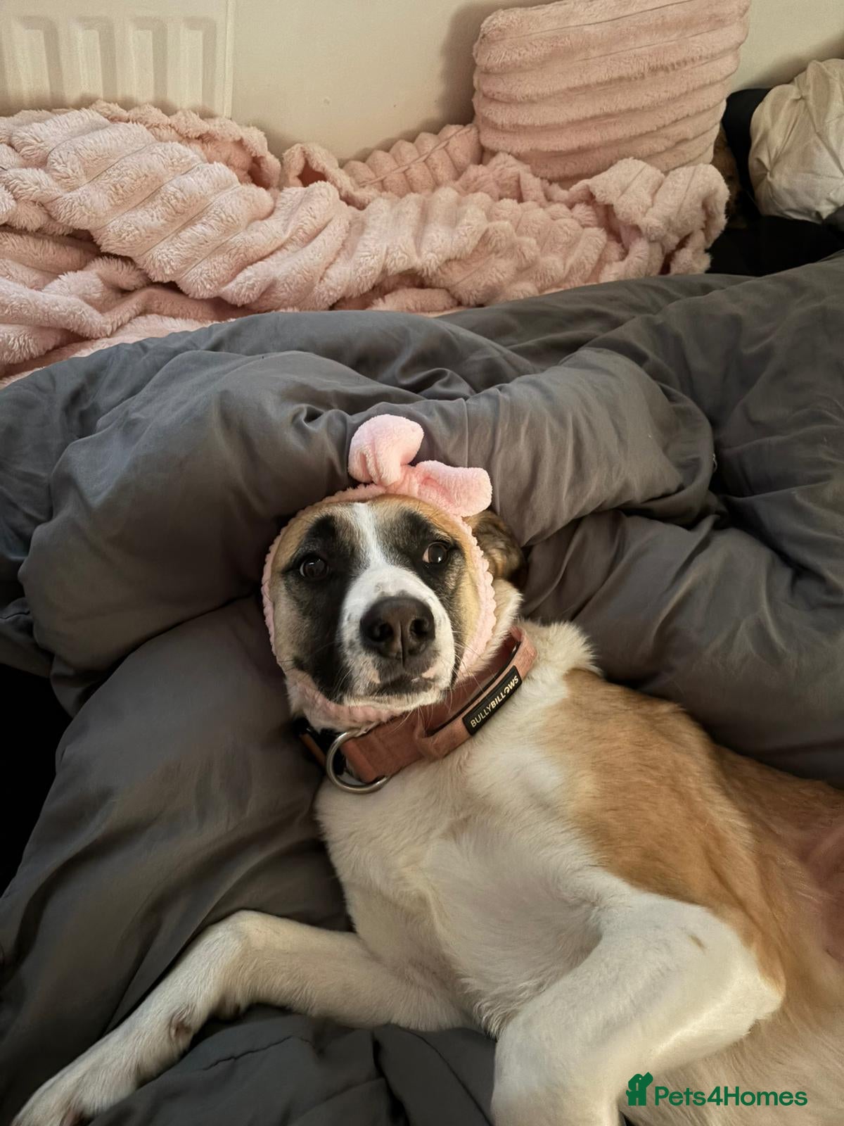 Mixed Breed dogs Collie x 2 years - Advert 2