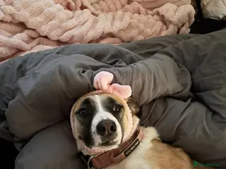 Mixed Breed dogs Collie x 2 years - Advert 2