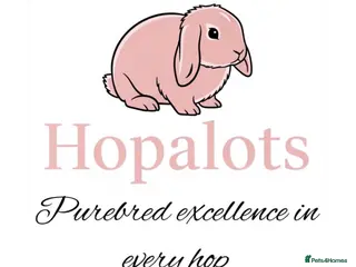 Mini Lop rabbits Pure bred mini lops - Advert 5